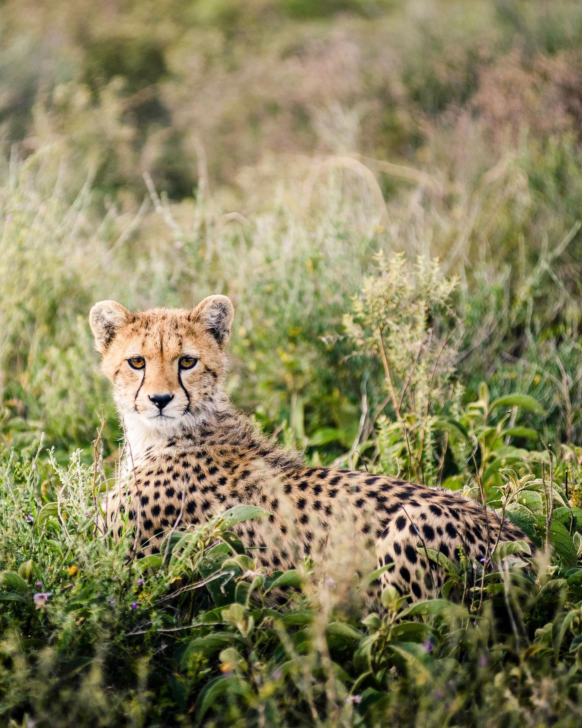 leopard